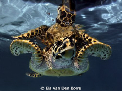 The most friendly turttle i've ever seen by Els Van Den Borre 